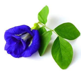 Blue Pea extract (An-chan) (E)
